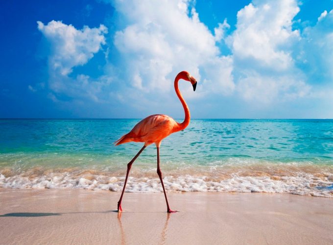 Wallpaper flamingo, bird, beach, ocean, 4k, Travel 9875218088